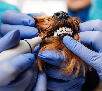 West Odessa Dog Dentist