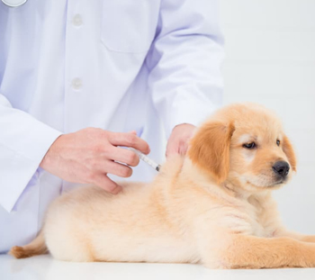 Dog Vaccinations in Fate