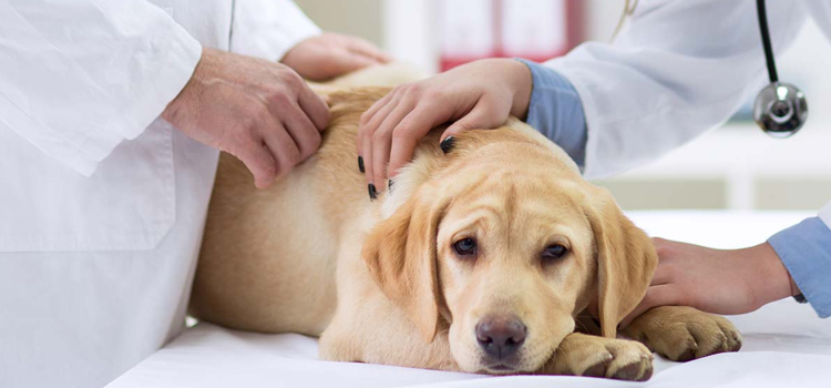 animal hospital nutritional advisory in Bellaire