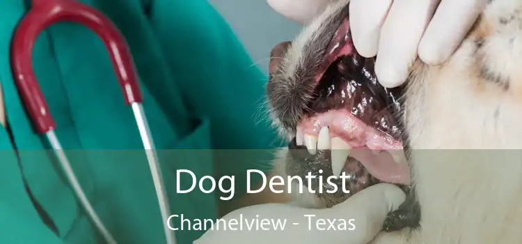 Dog Dentist Channelview - Texas