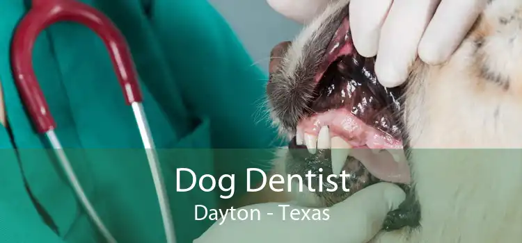 Dog Dentist Dayton - Texas