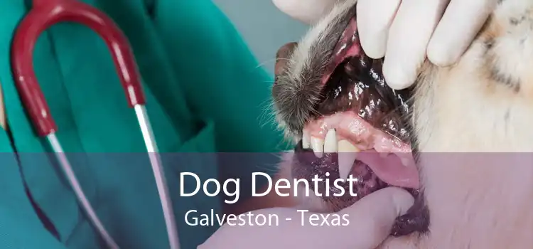 Dog Dentist Galveston - Texas