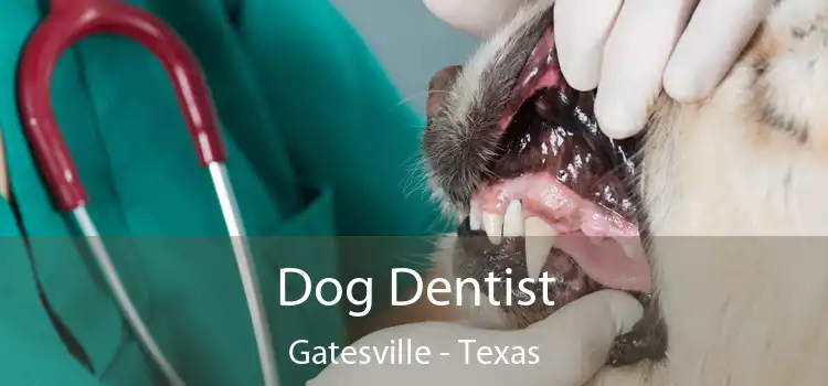 Dog Dentist Gatesville - Texas