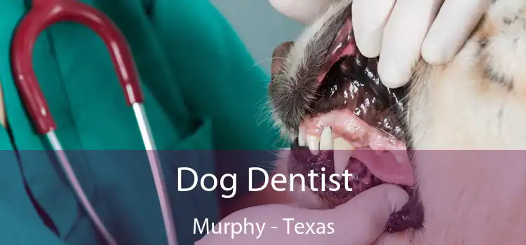 Dog Dentist Murphy - Texas