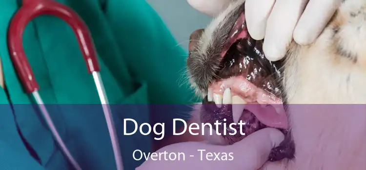 Dog Dentist Overton - Texas