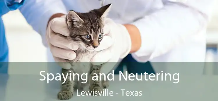 Spaying and Neutering Lewisville - Texas